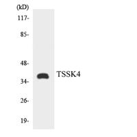 TSSK 4 Polyclonal Antibody