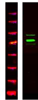 TSYL2 Polyclonal Antibody