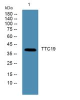 TTC19 Polyclonal Antibody