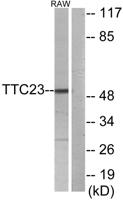 TTC23 Polyclonal Antibody