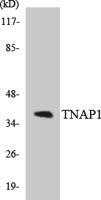 TNF-IP 1 Polyclonal Antibody