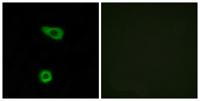 TNFα-IP 2 Polyclonal Antibody