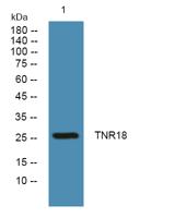 TNR18 Polyclonal Antibody