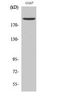 Topo IIα Polyclonal Antibody