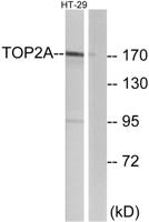 Topo IIα Polyclonal Antibody