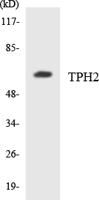 TPH2 Polyclonal Antibody