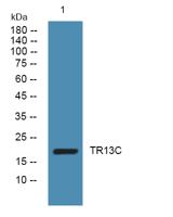 TR13C Polyclonal Antibody