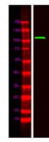 TR150 Polyclonal Antibody