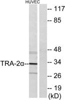 Tra-2α Polyclonal Antibody