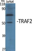 TRAF2 Polyclonal Antibody