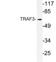 TRAF3 Polyclonal Antibody