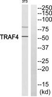 TRAF4 Polyclonal Antibody