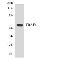 TRAF4 Polyclonal Antibody