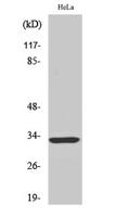 FoxR1 Polyclonal Antibody