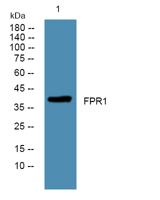 FPR1 Polyclonal Antibody