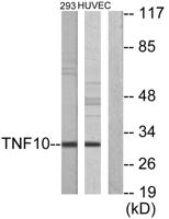 TRAIL Polyclonal Antibody