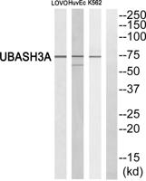 TULA Polyclonal Antibody