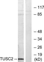 TUSC2 Polyclonal Antibody