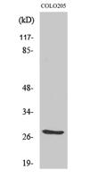 TWEAK Polyclonal Antibody