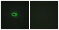 TWEAK Polyclonal Antibody