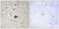 TWEAK Polyclonal Antibody