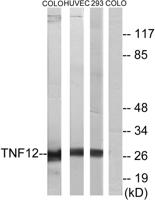 TWEAK Polyclonal Antibody