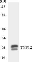 TWEAK Polyclonal Antibody