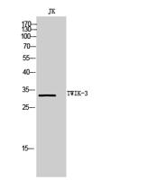 TWIK-3 Polyclonal Antibody