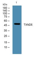 TXND5 Polyclonal Antibody