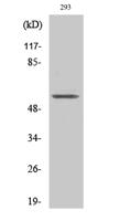 TIEG2 Polyclonal Antibody