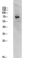 TIF-IA Polyclonal Antibody