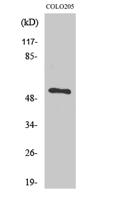 TIGD3 Polyclonal Antibody