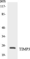 TIMP-3 Polyclonal Antibody