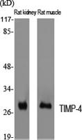 TIMP-4 Polyclonal Antibody