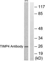 TIMP-4 Polyclonal Antibody