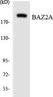 Tip5 Polyclonal Antibody