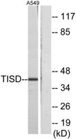 TIS11D Polyclonal Antibody