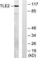 TLE2 Polyclonal Antibody