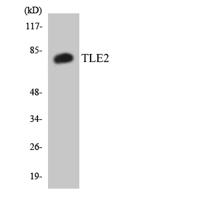 TLE2 Polyclonal Antibody