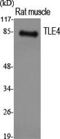 TLE4 Polyclonal Antibody