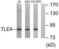 TLE4 Polyclonal Antibody