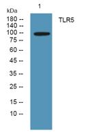 TLR5 Polyclonal Antibody