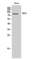 TMC8 Polyclonal Antibody