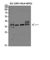 TMEPAI Polyclonal Antibody