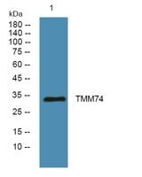 TMM74 Polyclonal Antibody