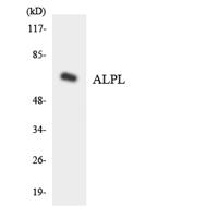 TNAP Polyclonal Antibody