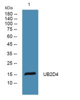 UB2D4 Polyclonal Antibody