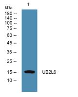 UB2L6 Polyclonal Antibody