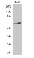 TESK2 Polyclonal Antibody