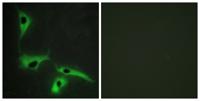 Tetraspanin-8 Polyclonal Antibody